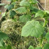 Zašto malčirati krastavce u stakleniku